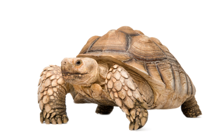 Sulcata Tortoise For Sale, Sulcata Tortoise For Sale Cheap, Sulcata Tortoise For Sale Canada, Sulcata Tortoise For Sale Near Me, Sulcata Tortoise For Sale Uk, Sulcata Tortoise For Sale Usa, Sulcata Tortoise For Sale Europe, Baby Sulcata Tortoise For Sale